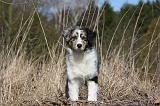 BERGER AUSTRALIEN PUPPIES 404